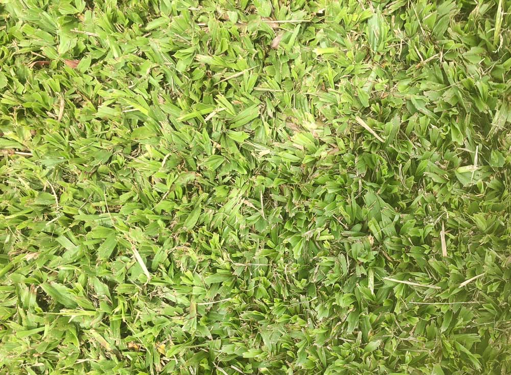 Buffalo Carpet Grass / m²