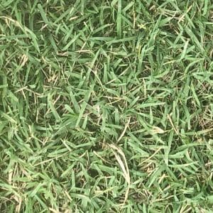 Greenlees Park Couch