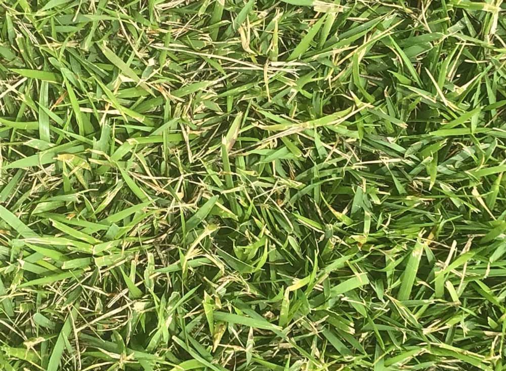 Zoysia ZT 11 / m²