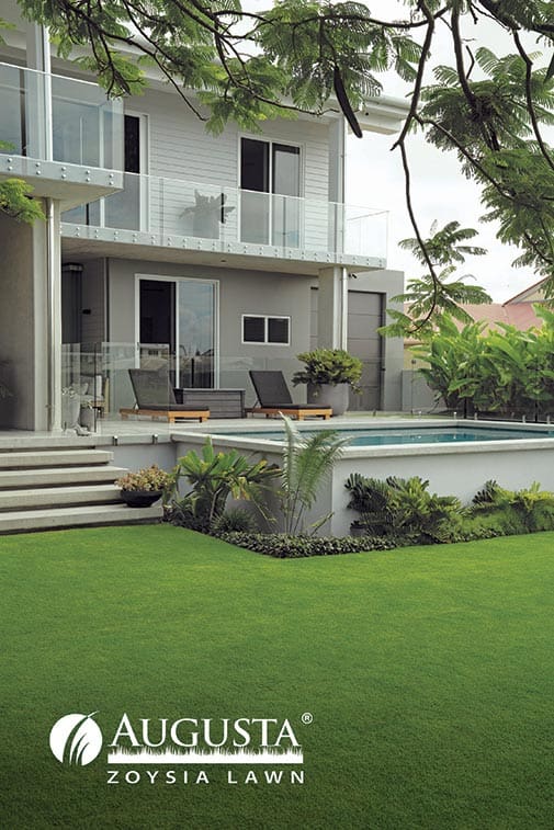 Augusta® Zoysia Lawn / m²