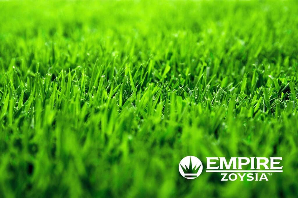 Empire™ Zoysia / m²