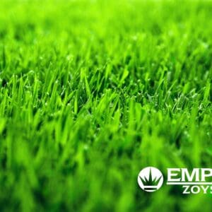Empire™ Zoysia