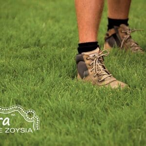 Nara™ Native Zoysia