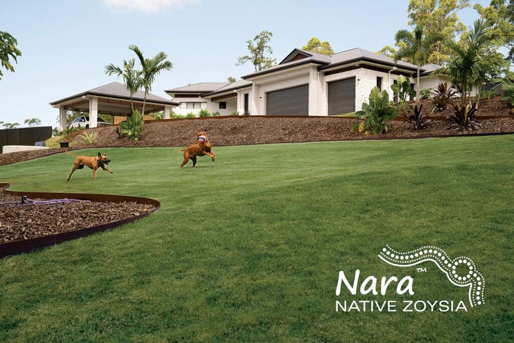 Nara™ Native Zoysia