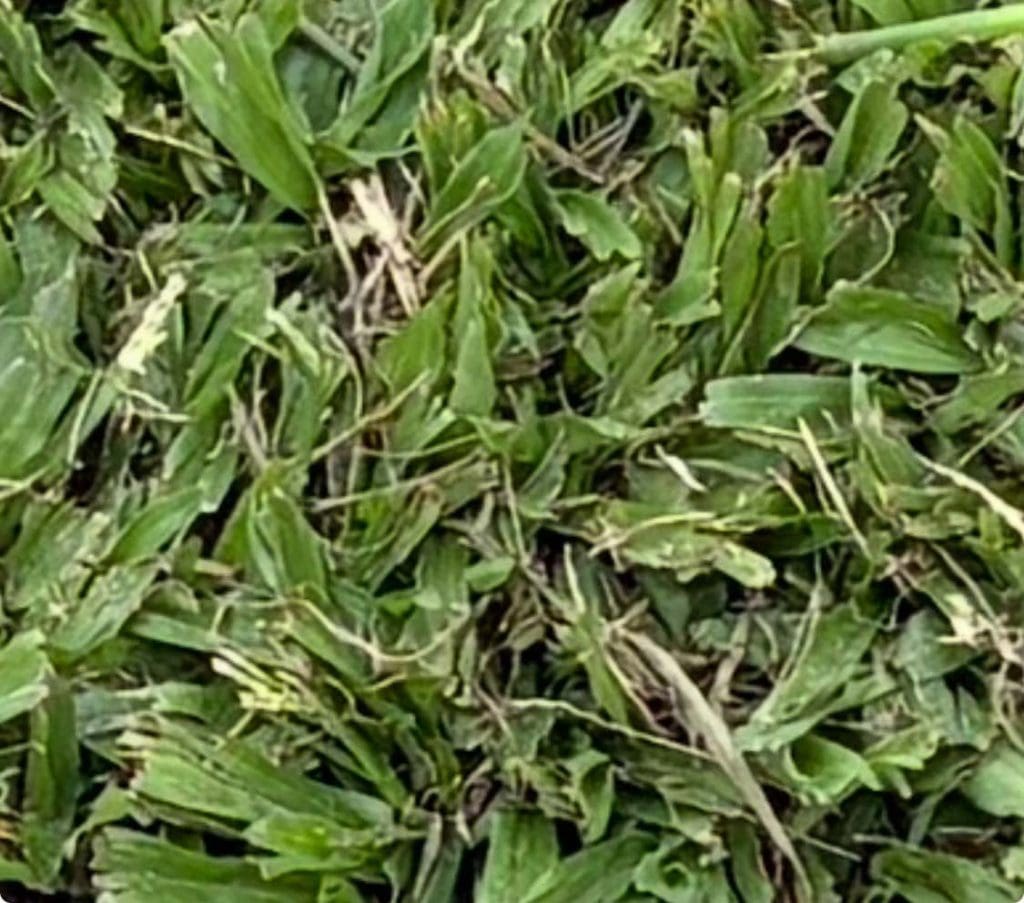 Premium Buffalo Grass / m²