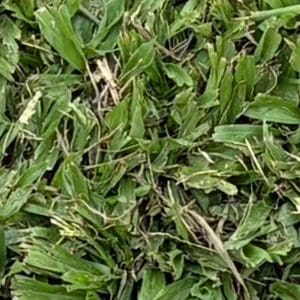Premium Buffalo Grass / m²
