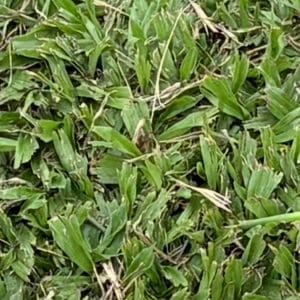 Premium Buffalo Grass / m²